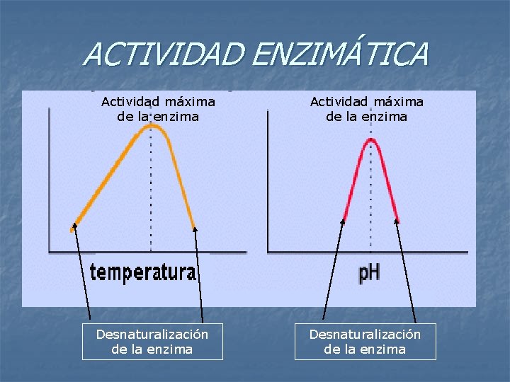 ACTIVIDAD ENZIMÁTICA Actividad máxima de la enzima Desnaturalización de la enzima 