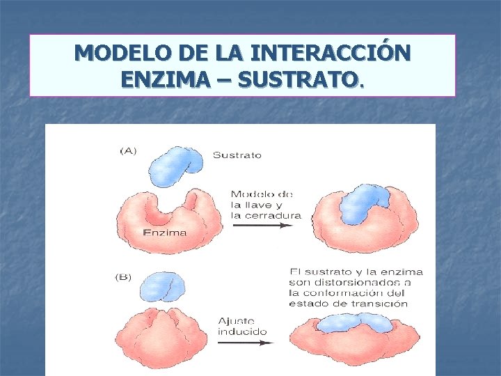 MODELO DE LA INTERACCIÓN ENZIMA – SUSTRATO. 