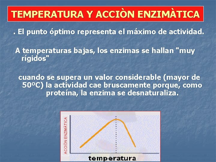 TEMPERATURA Y ACCIÒN ENZIMÀTICA. El punto óptimo representa el máximo de actividad. A temperaturas