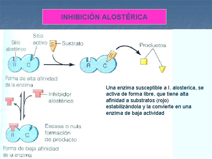 INHIBICIÓN ALOSTÉRICA Una enzima susceptible a I. alosterica, se activa de forma libre, que