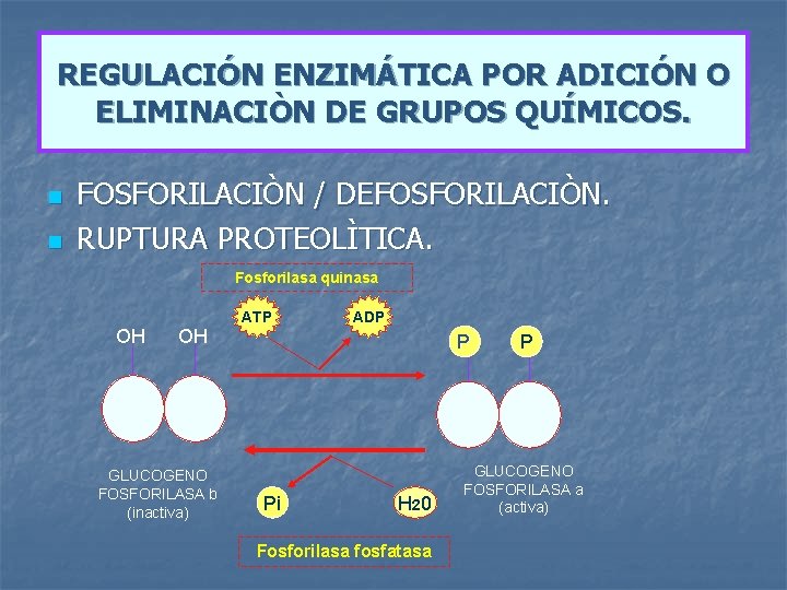 REGULACIÓN ENZIMÁTICA POR ADICIÓN O ELIMINACIÒN DE GRUPOS QUÍMICOS. n n FOSFORILACIÒN / DEFOSFORILACIÒN.