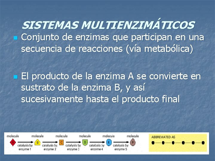 SISTEMAS MULTIENZIMÁTICOS n n Conjunto de enzimas que participan en una secuencia de reacciones