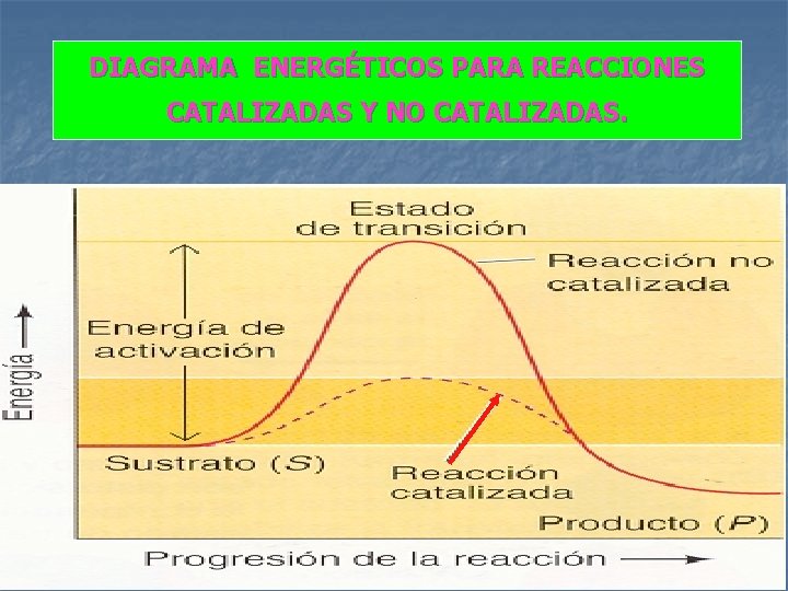 DIAGRAMA ENERGÉTICOS PARA REACCIONES CATALIZADAS Y NO CATALIZADAS. 