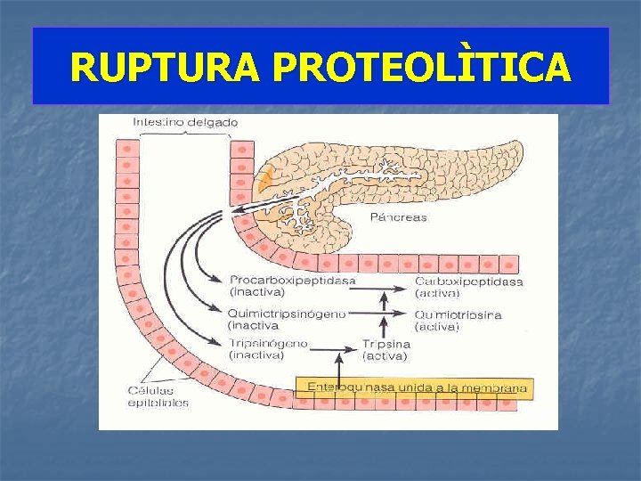 RUPTURA PROTEOLÌTICA 