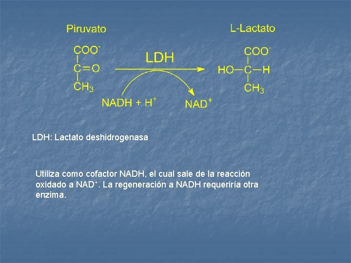 LDH: Lactato deshidrogenasa Utiliza como cofactor NADH, el cual sale de la reacción oxidado