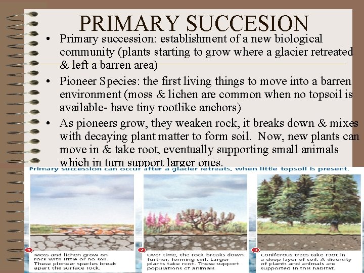 PRIMARY SUCCESION • Primary succession: establishment of a new biological community (plants starting to