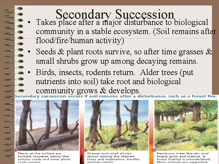  • Secondary Succession Takes place after a major disturbance to biological community in