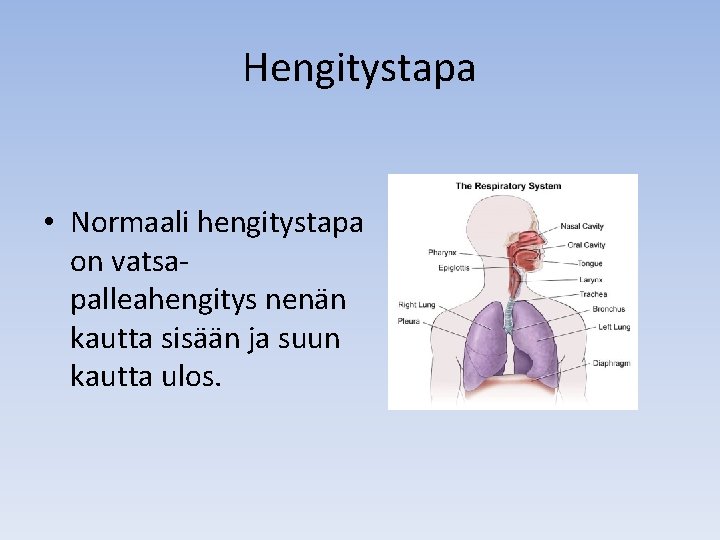 Hengitystapa • Normaali hengitystapa on vatsapalleahengitys nenän kautta sisään ja suun kautta ulos. 