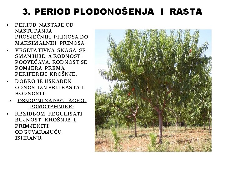 3. PERIOD PLODONOŠENJA I RASTA • PERIOD NASTAJE OD NASTUPANJA PROSJEČNIH PRINOSA DO MAKSIMALNIH