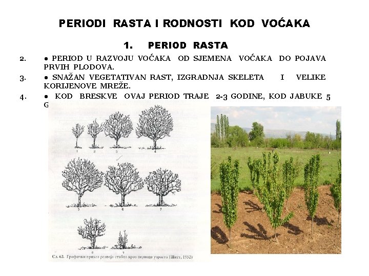 PERIODI RASTA I RODNOSTI KOD VOĆAKA 1. 2. 3. 4. PERIOD RASTA ● PERIOD