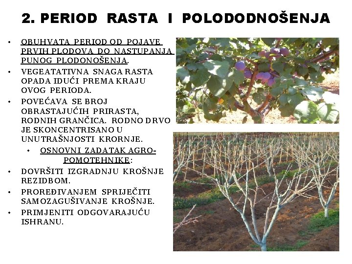 2. PERIOD RASTA I POLODODNOŠENJA • • • OBUHVATA PERIOD OD POJAVE PRVIH PLODOVA