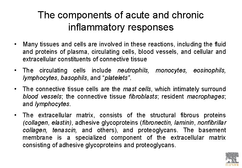 The components of acute and chronic inflammatory responses • Many tissues and cells are