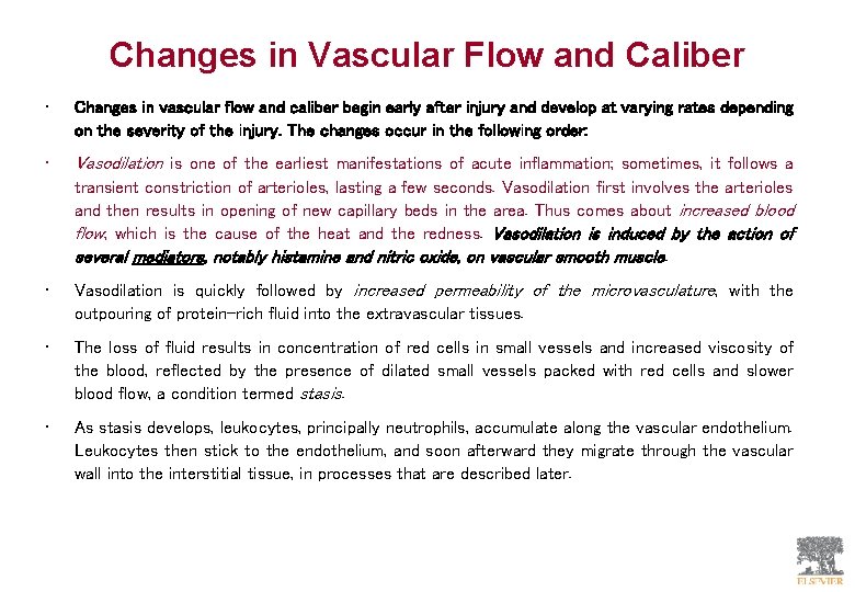 Changes in Vascular Flow and Caliber • Changes in vascular flow and caliber begin