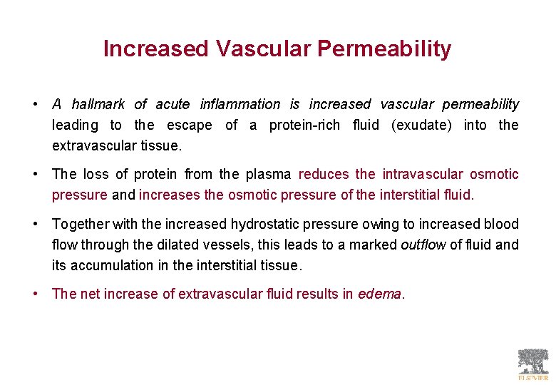 Increased Vascular Permeability • A hallmark of acute inflammation is increased vascular permeability leading