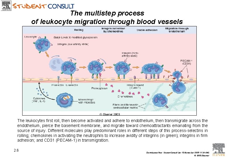 The multistep process of leukocyte migration through blood vessels The leukocytes first roll, then