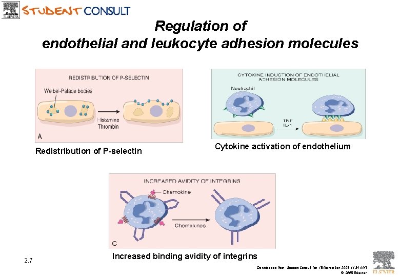 Regulation of endothelial and leukocyte adhesion molecules Redistribution of P-selectin 2. 7 Cytokine activation