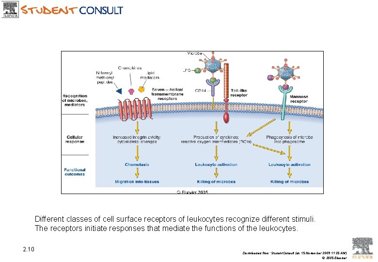 Different classes of cell surface receptors of leukocytes recognize different stimuli. The receptors initiate