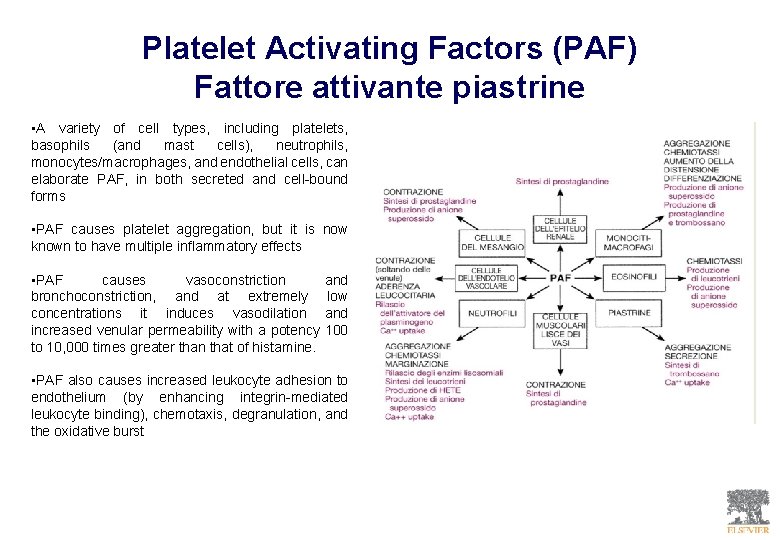 Platelet Activating Factors (PAF) Fattore attivante piastrine • A variety of cell types, including