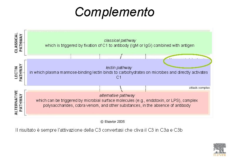 Complemento classical pathway which is triggered by fixation of C 1 to antibody (Ig.