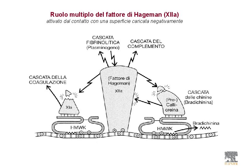 Ruolo multiplo del fattore di Hageman (XIIa) attivato dal contatto con una superficie caricata