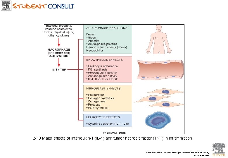 2 -18 Major effects of interleukin-1 (IL-1) and tumor necrosis factor (TNF) in inflammation.