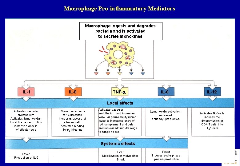 Macrophage Pro-inflammatory Mediators Macrophage ingests and degrades bacteria and is activated to secrete monokines