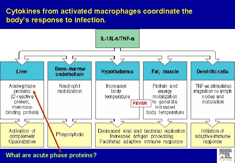 Cytokines from activated macrophages coordinate the body’s response to infection. FEVER What are acute