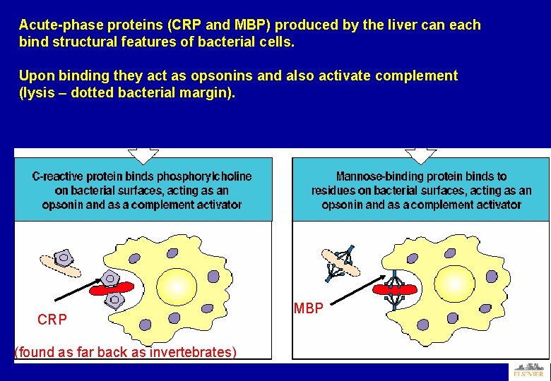 Acute-phase proteins (CRP and MBP) produced by the liver can each bind structural features