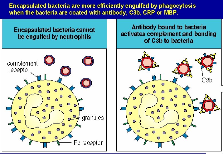 Encapsulated bacteria are more efficiently engulfed by phagocytosis when the bacteria are coated with