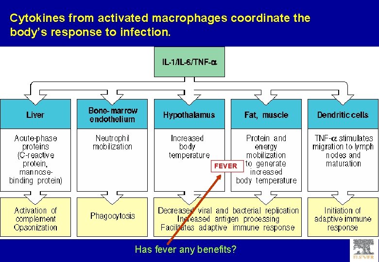 Cytokines from activated macrophages coordinate the body’s response to infection. FEVER Has fever any