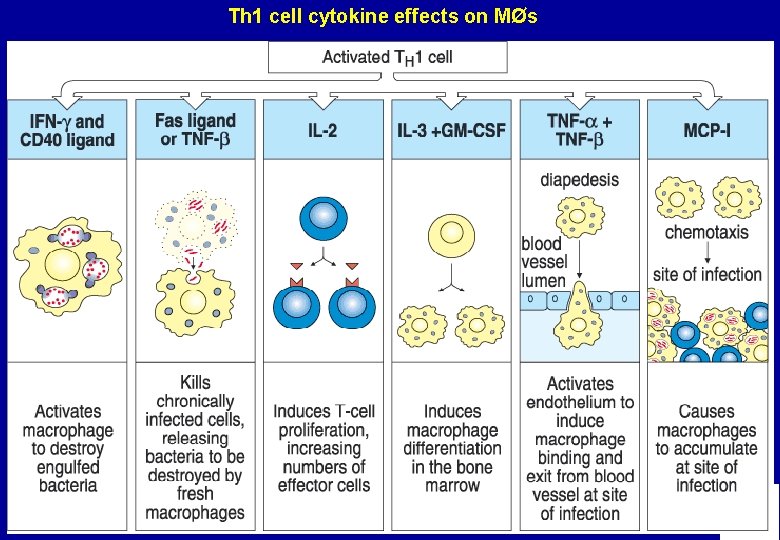 Th 1 cell cytokine effects on MØs 