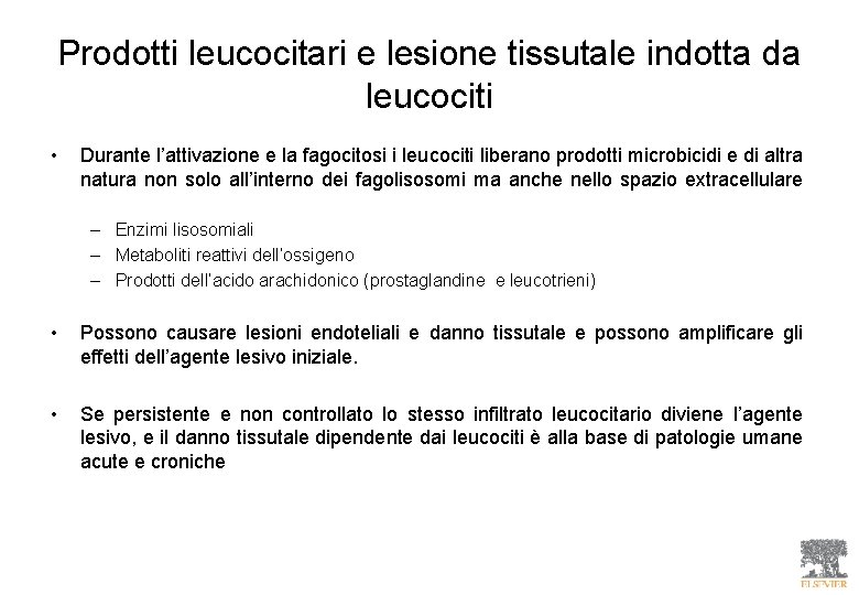 Prodotti leucocitari e lesione tissutale indotta da leucociti • Durante l’attivazione e la fagocitosi