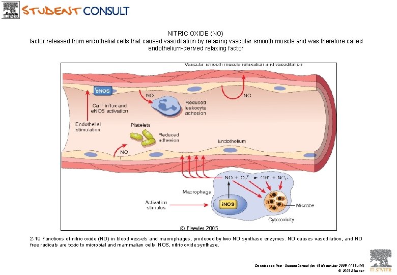 NITRIC OXIDE (NO) factor released from endothelial cells that caused vasodilation by relaxing vascular