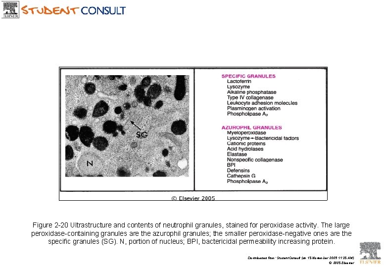 Figure 2 -20 Ultrastructure and contents of neutrophil granules, stained for peroxidase activity. The