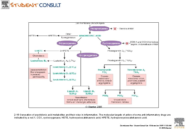 2 -16 Generation of arachidonic acid metabolites and their roles in inflammation. The molecular