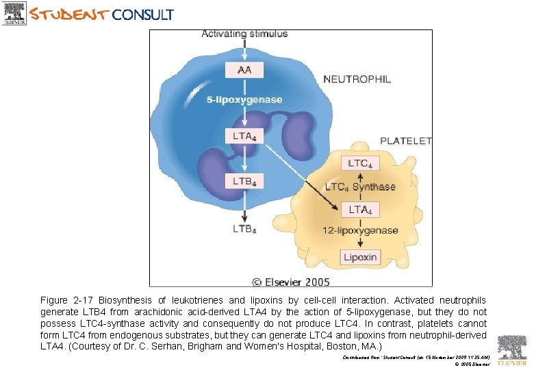 Figure 2 -17 Biosynthesis of leukotrienes and lipoxins by cell-cell interaction. Activated neutrophils generate