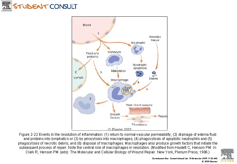 Figure 2 -22 Events in the resolution of inflammation: (1) return to normal vascular
