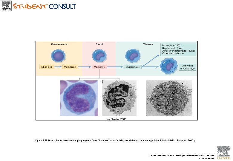Figure 2 -27 Maturation of mononuclear phagocytes. (From Abbas AK, et al: Cellular and