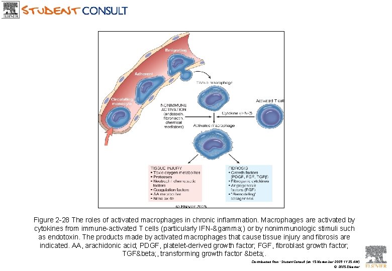 Figure 2 -28 The roles of activated macrophages in chronic inflammation. Macrophages are activated