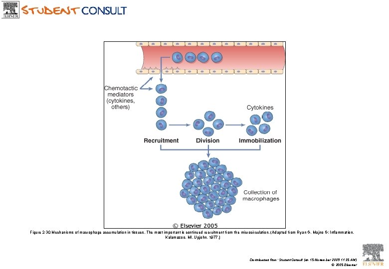 Figure 2 -30 Mechanisms of macrophage accumulation in tissues. The most important is continued