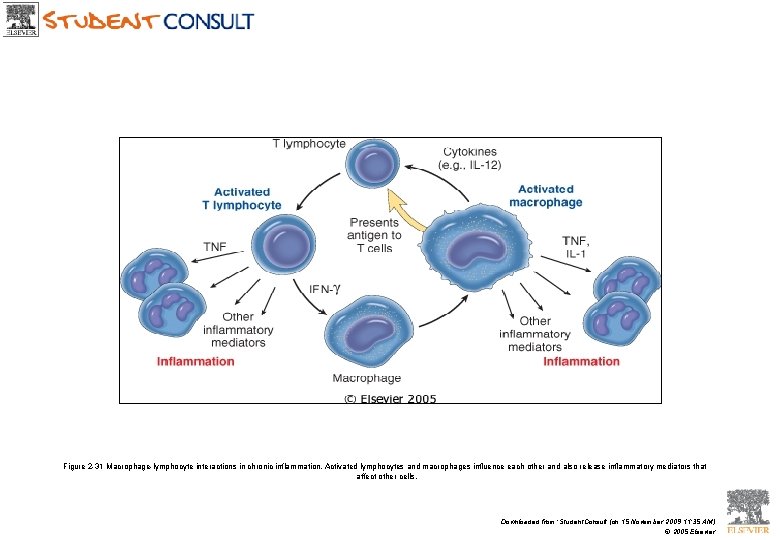 Figure 2 -31 Macrophage-lymphocyte interactions in chronic inflammation. Activated lymphocytes and macrophages influence each