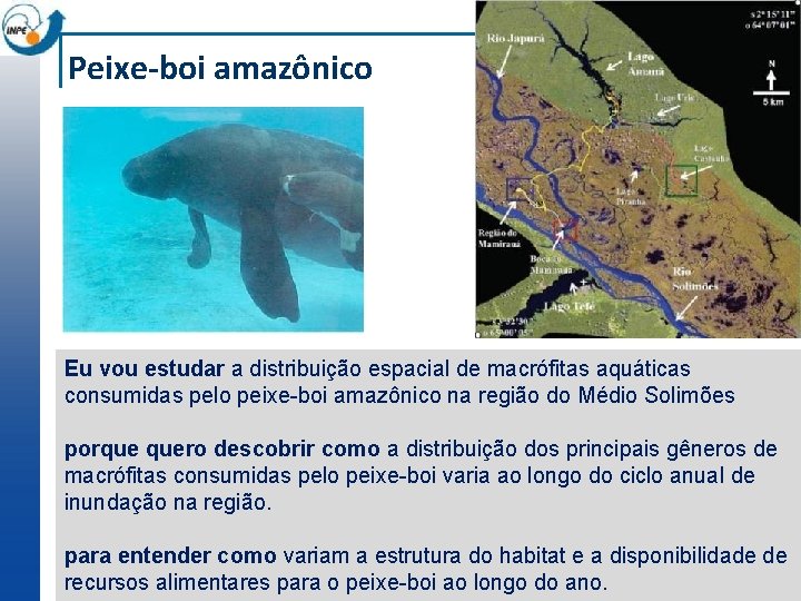 Peixe-boi amazônico Eu vou estudar a distribuição espacial de macrófitas aquáticas consumidas pelo peixe-boi