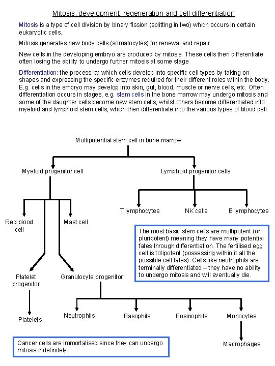 Mitosis, development, regeneration and cell differentiation Mitosis is a type of cell division by