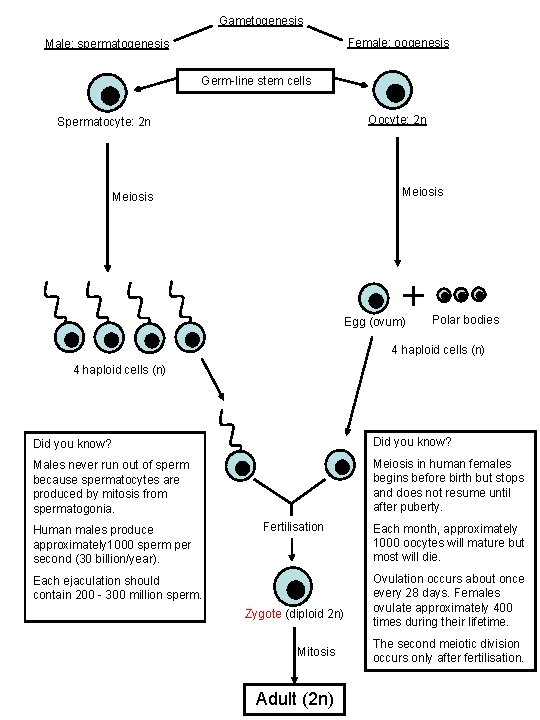 Gametogenesis Female: oogenesis Male: spermatogenesis Germ-line stem cells Oocyte: 2 n Spermatocyte: 2 n