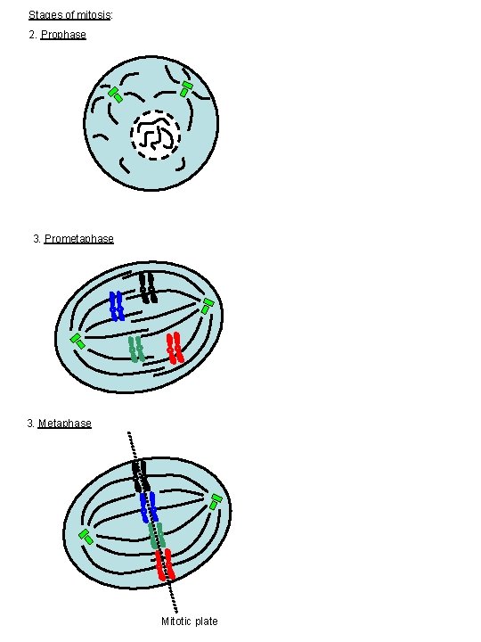 Stages of mitosis: 2. Prophase 3. Prometaphase 3. Metaphase Mitotic plate 