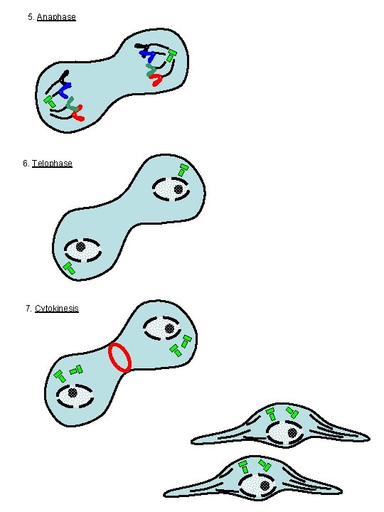 5. Anaphase 6. Telophase 7. Cytokinesis 