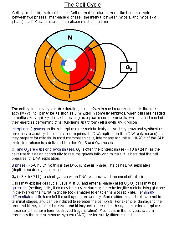 The Cell Cycle Cell cycle: the life-cycle of the cell. Cells in multicellular animals,