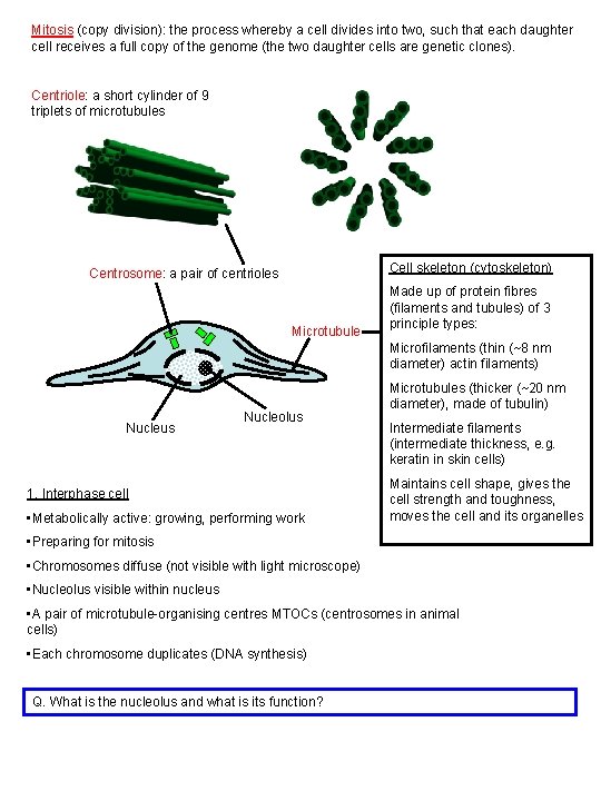 Mitosis (copy division): the process whereby a cell divides into two, such that each