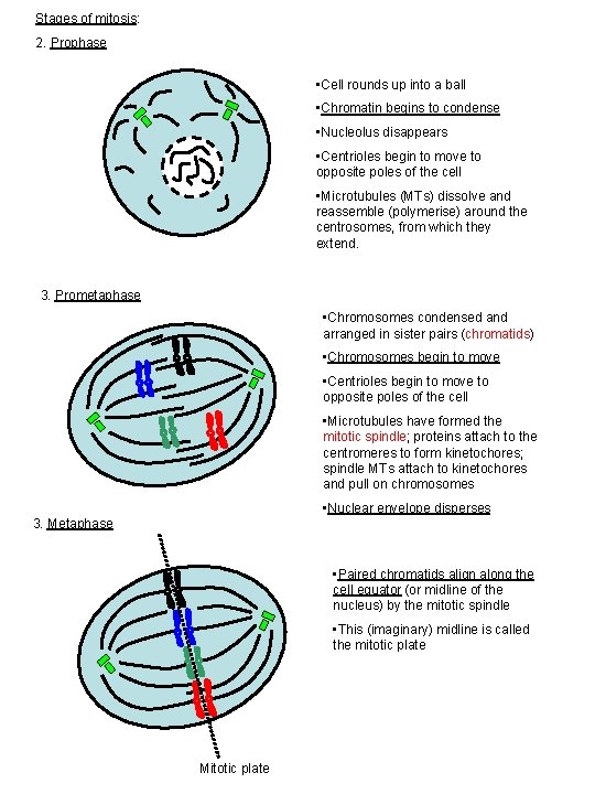 Stages of mitosis: 2. Prophase • Cell rounds up into a ball • Chromatin