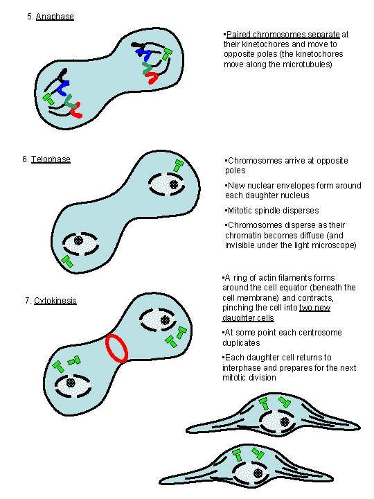 5. Anaphase • Paired chromosomes separate at their kinetochores and move to opposite poles
